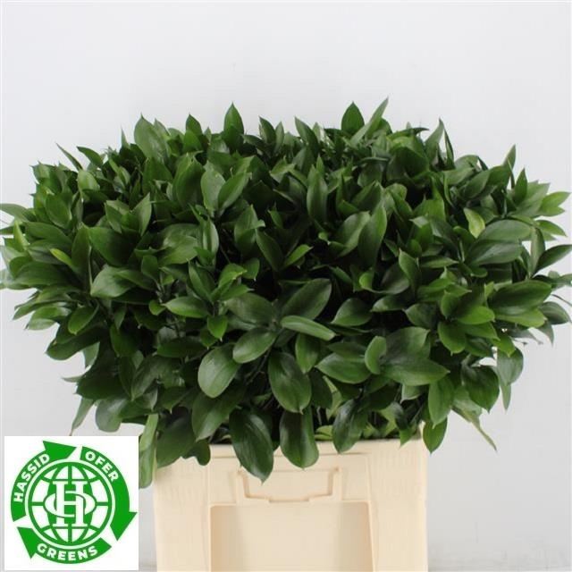 Рускус Израильский 70 (зел.), шт.