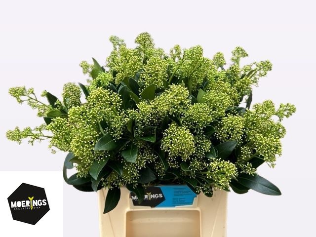 Скимия Юки за пучок 45, пуч.