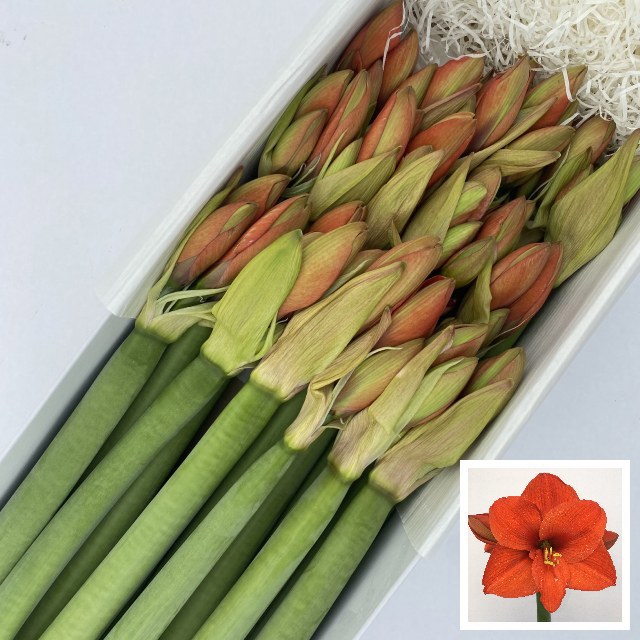 Амарилис Наранья (оранж.) x18, шт.