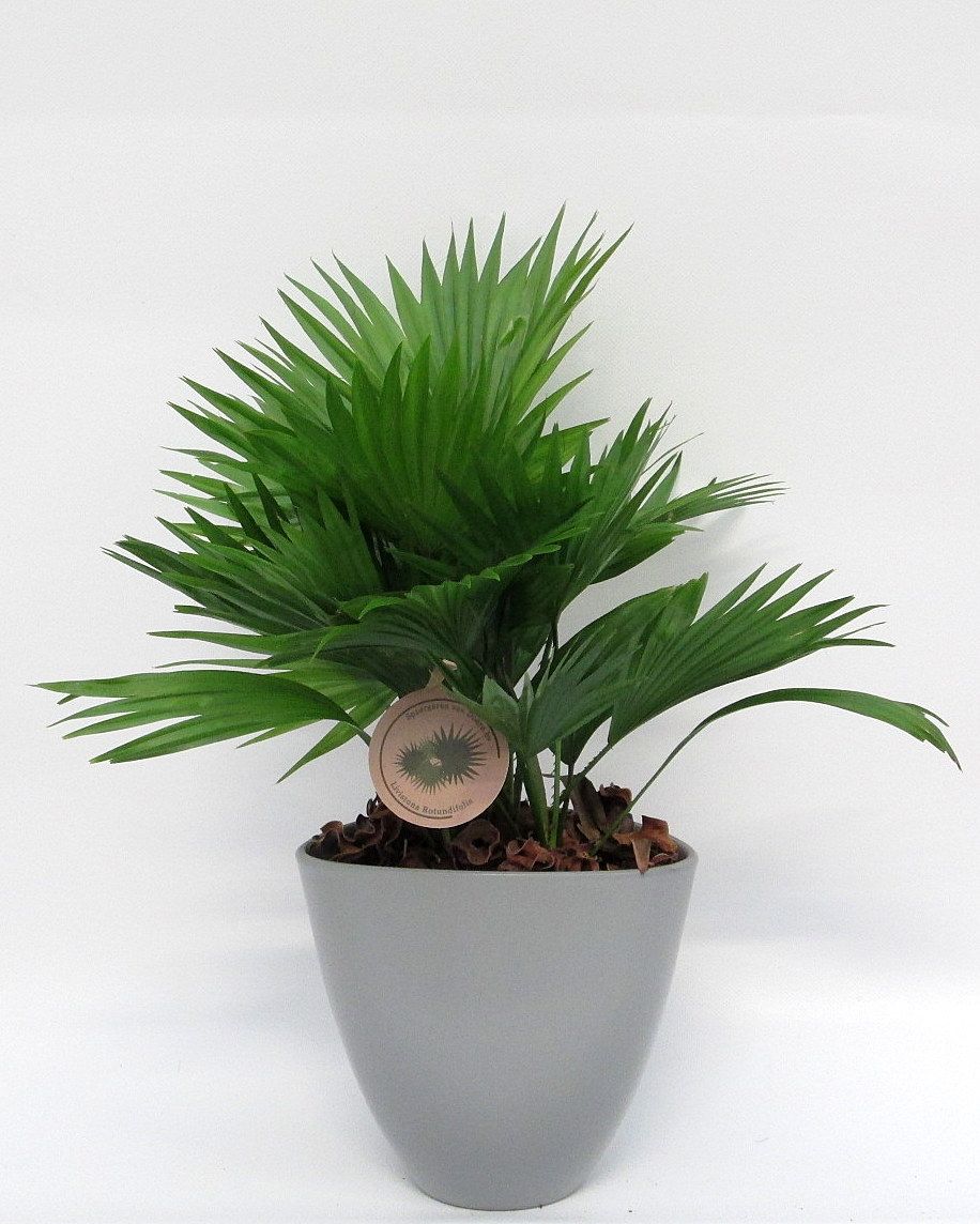 Livistona rotundifolia in avani pot, D 22