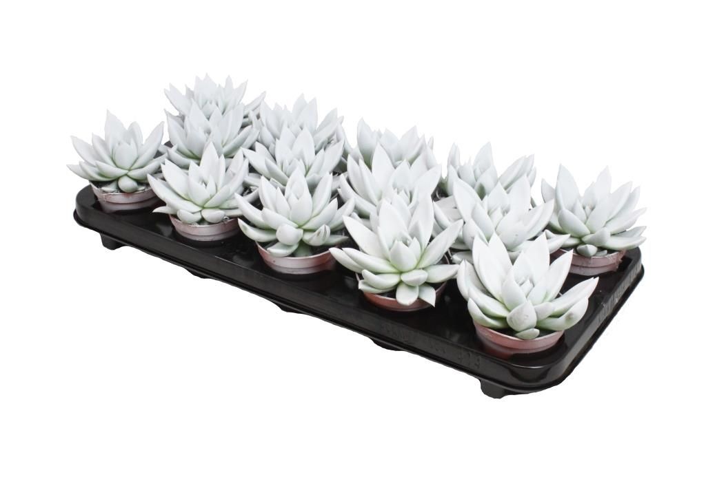 Miranda coloured white, D 8,5