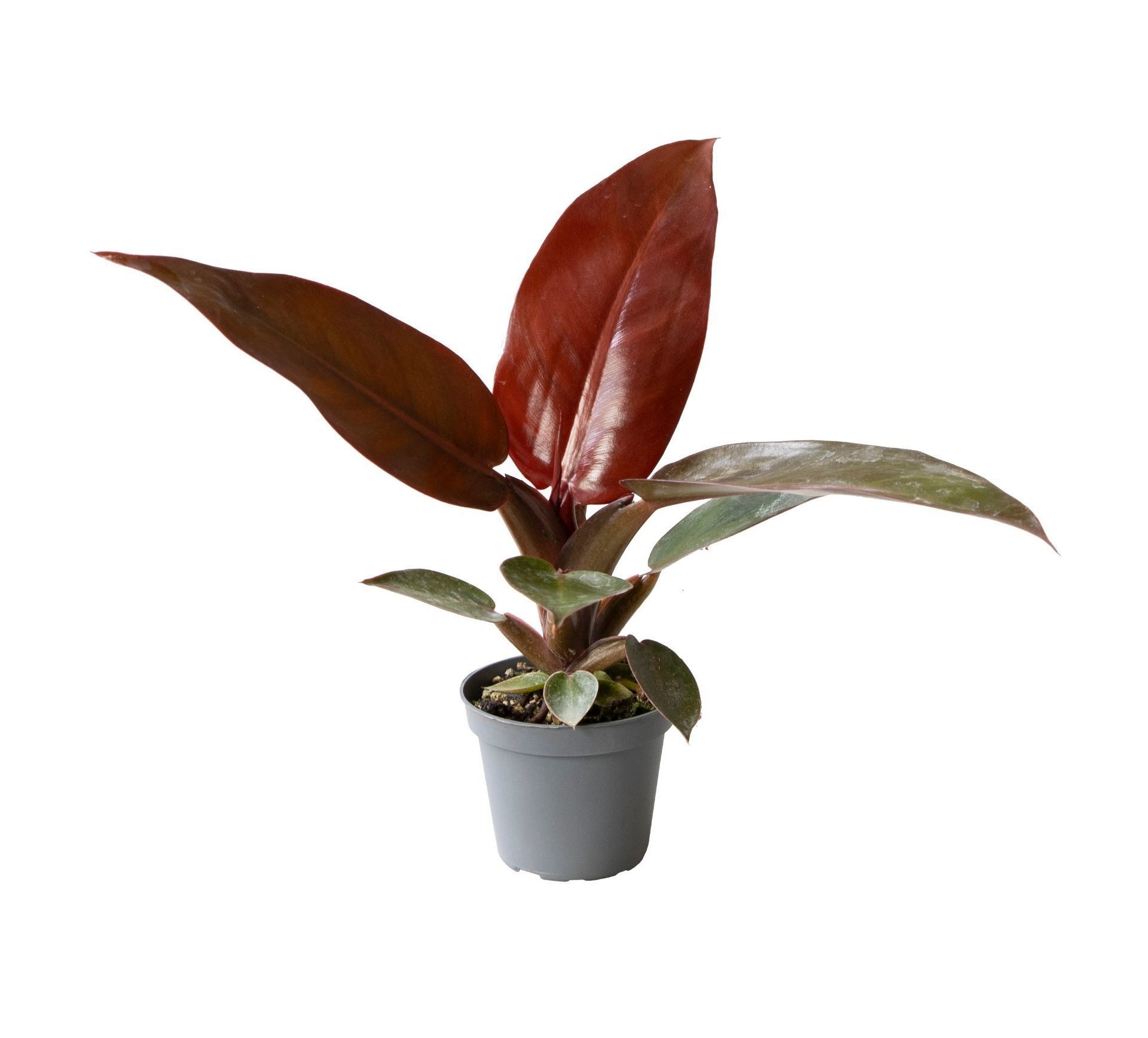 Philodendron Sun Red 6 cm, D 6