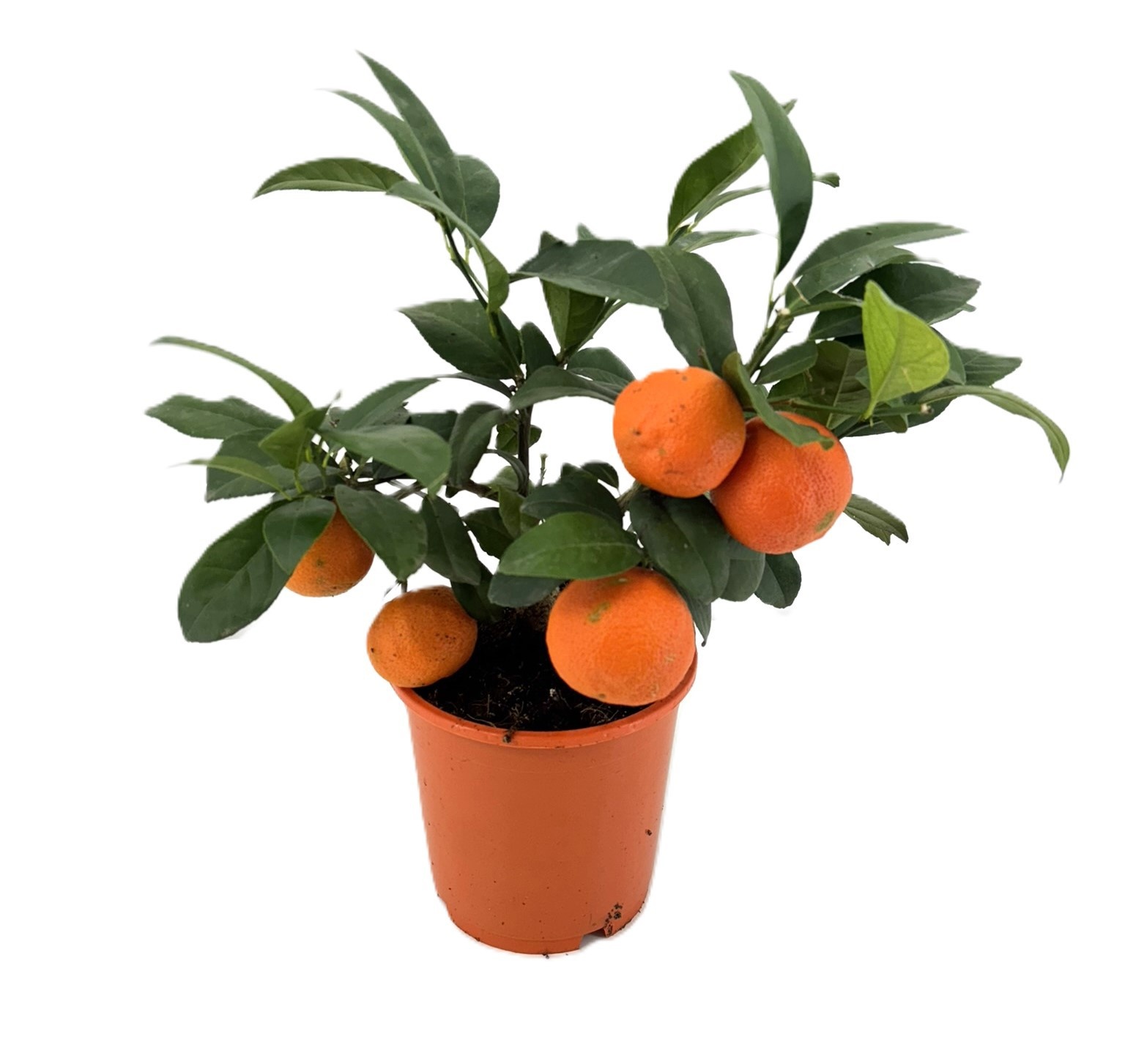 Citrus rangpur, D 14