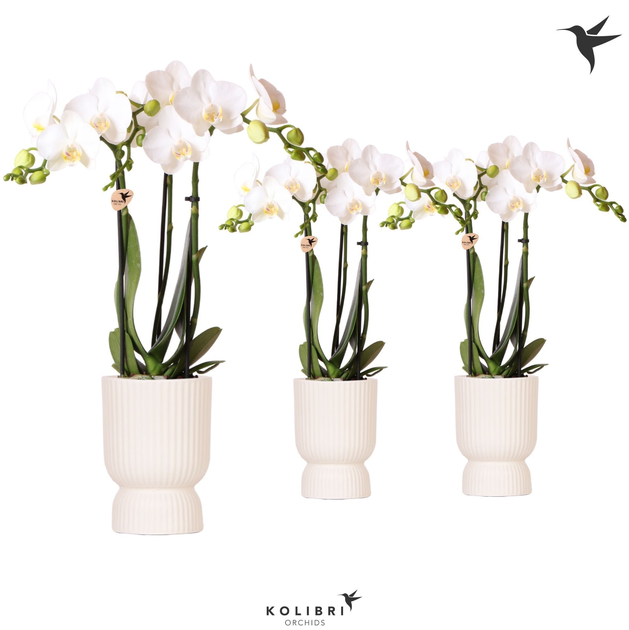 Kolibri Orchids Phalaenopsis white 3 spike in Diabolo travertine, D 9