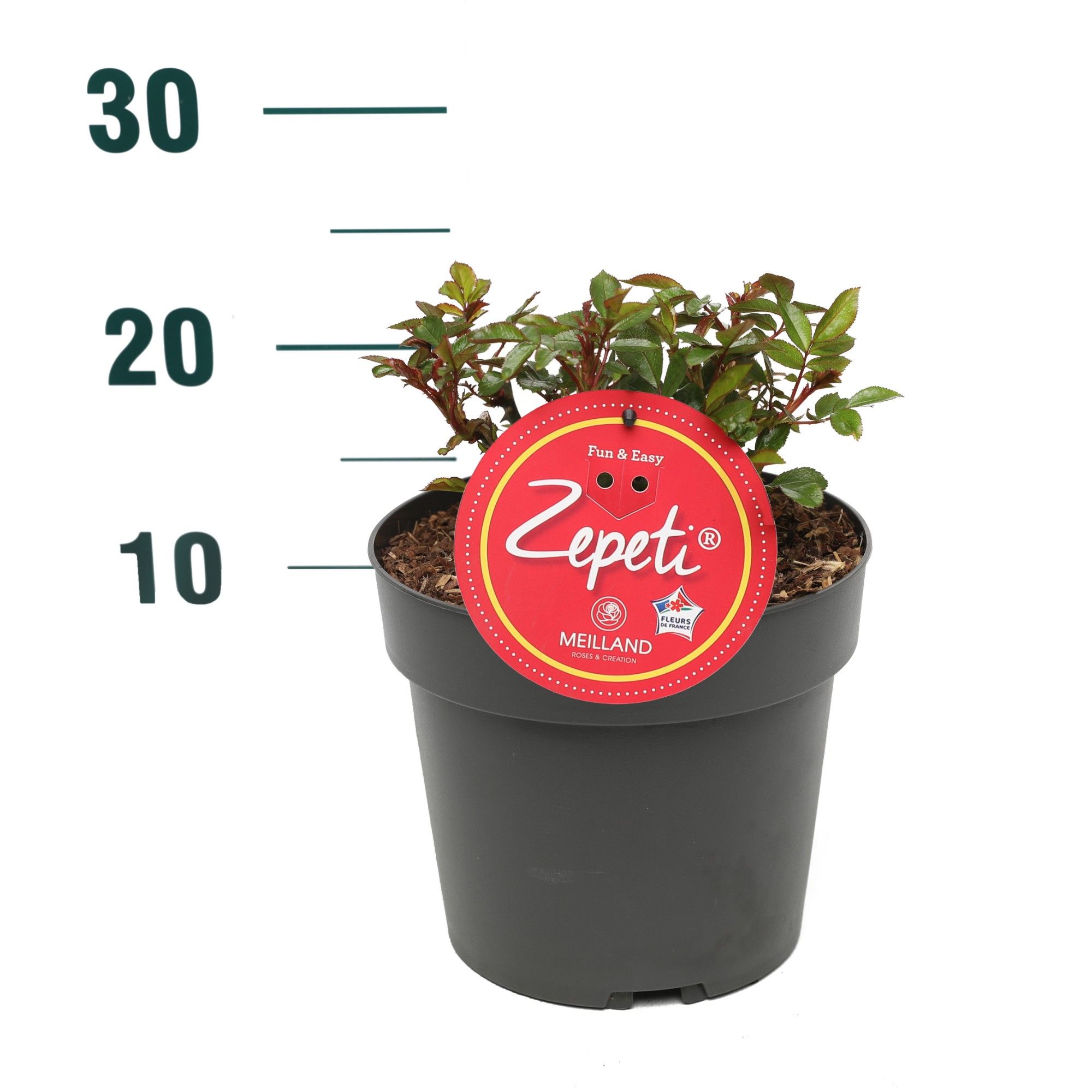 Rosa 'Zepeti' - Struik - P19, D 19 cm