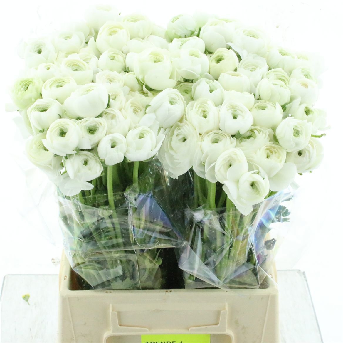 Ранункулус Элеганс Вайт 45, шт.