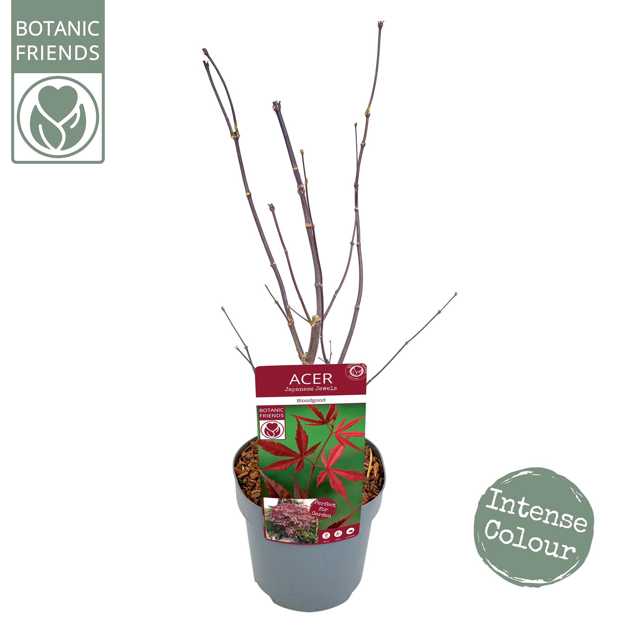 Acer palm. 'Bloodgood', D 19