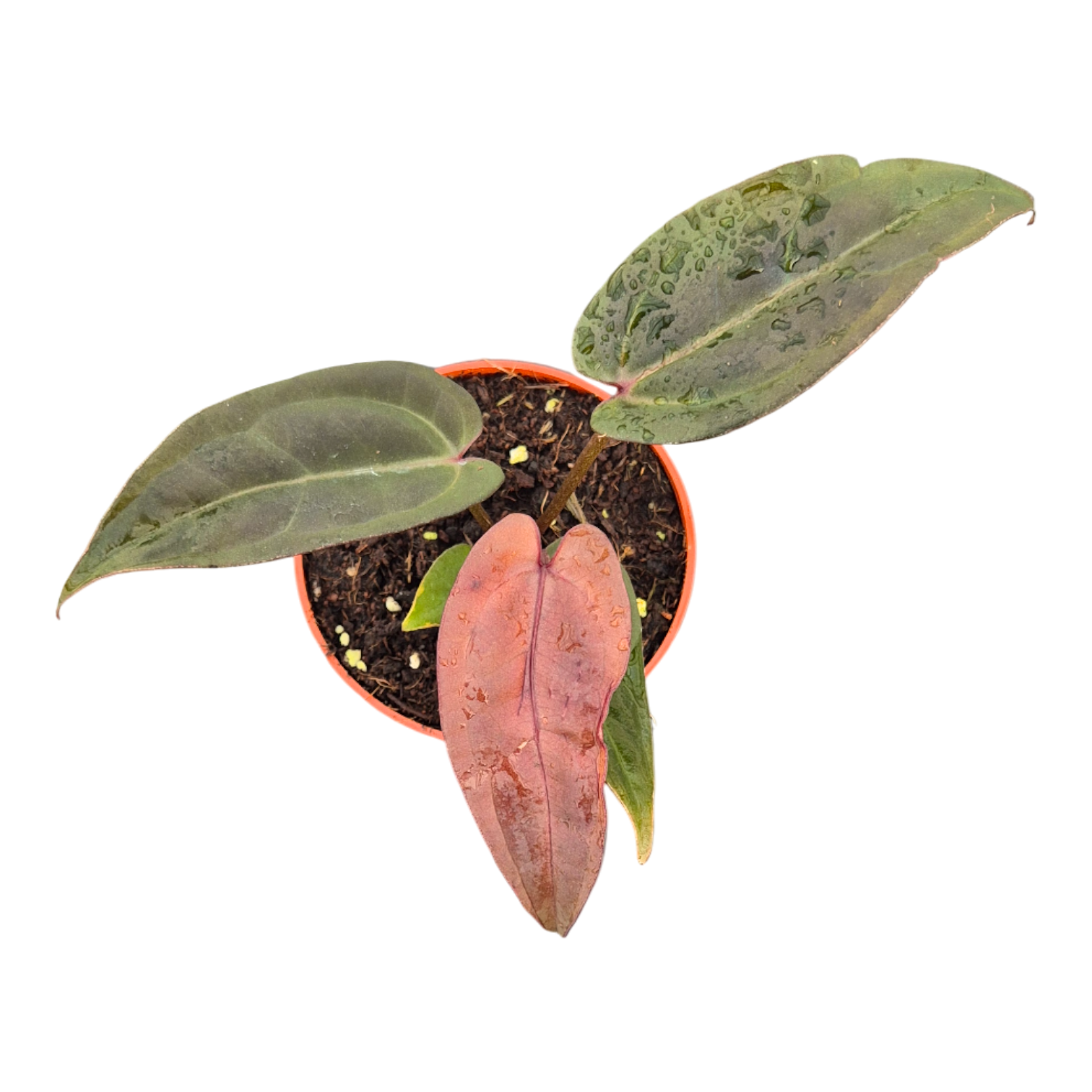 DocBlock Anthurium Red Velvet Cake® '24' X Dark & Handsome® '9', D 9