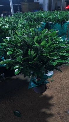 Драцена Пис Три 32 120