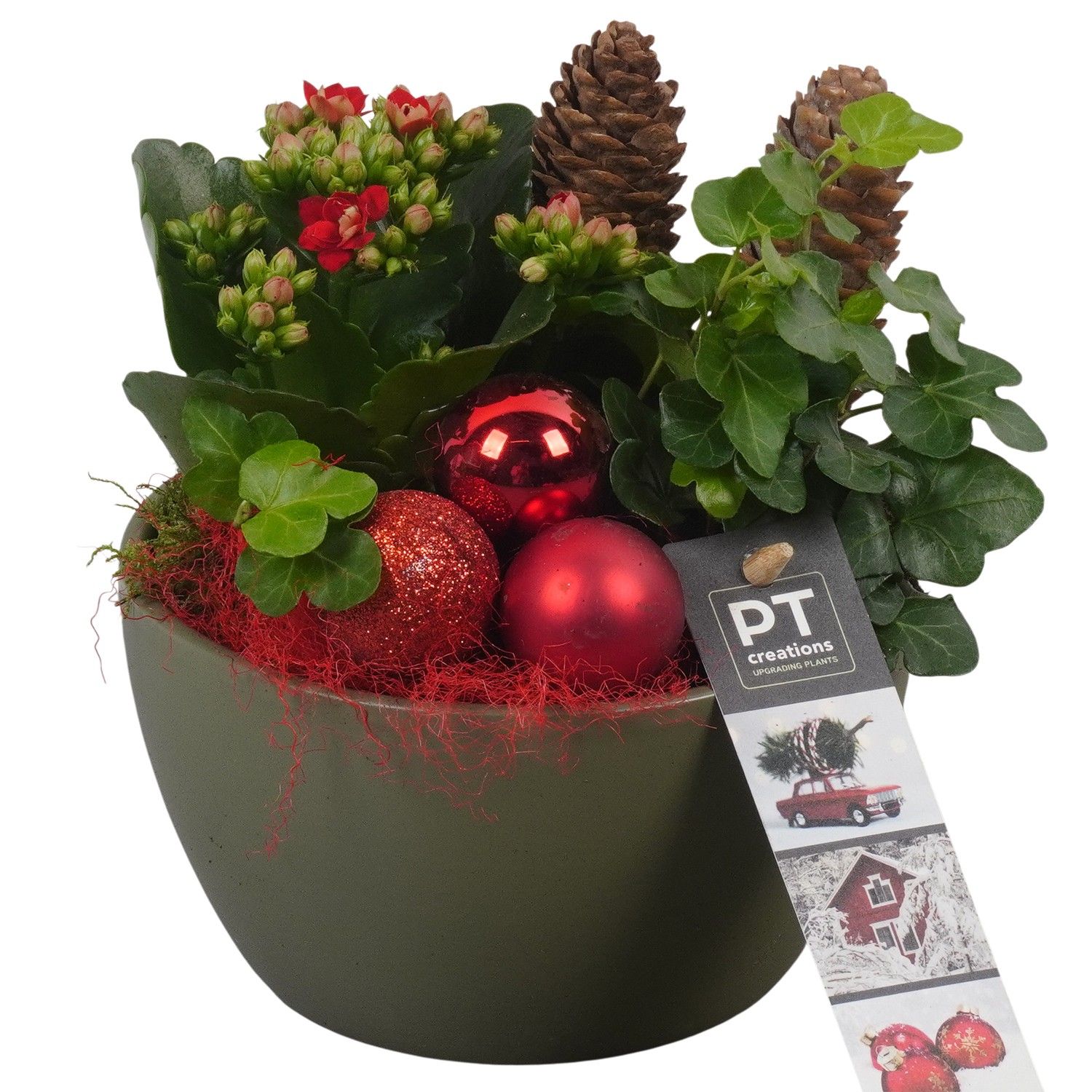 PTCHR7254 Arrangement Christmas Red in keramiek schaal, D 14 cm