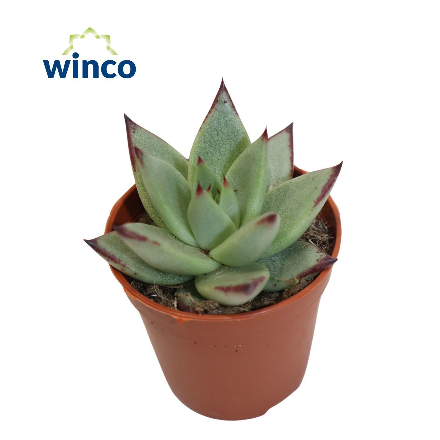 Echeveria Sirius, D 5,5