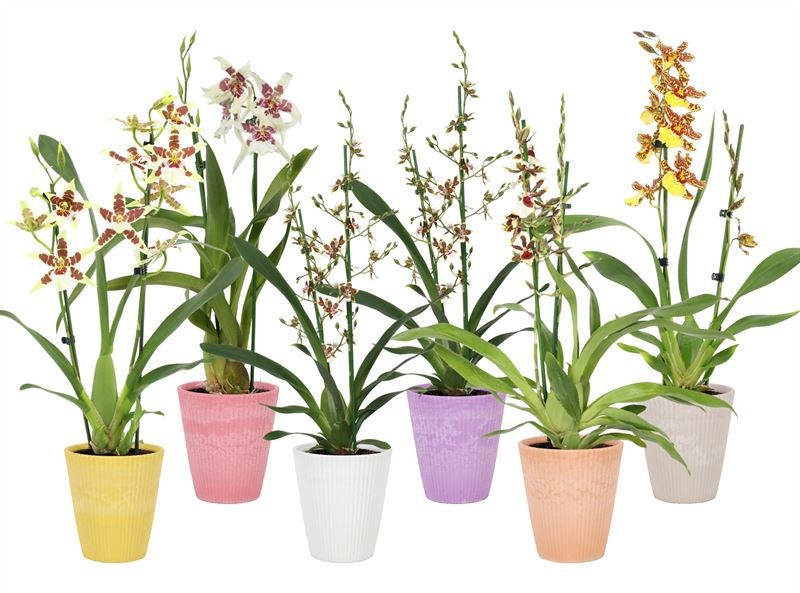 Polystone p12 Wave mix Cambria Mix 2T, D 12