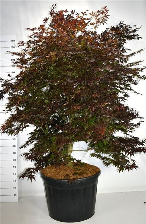 Acer pal. 'Bloodgood', D 80