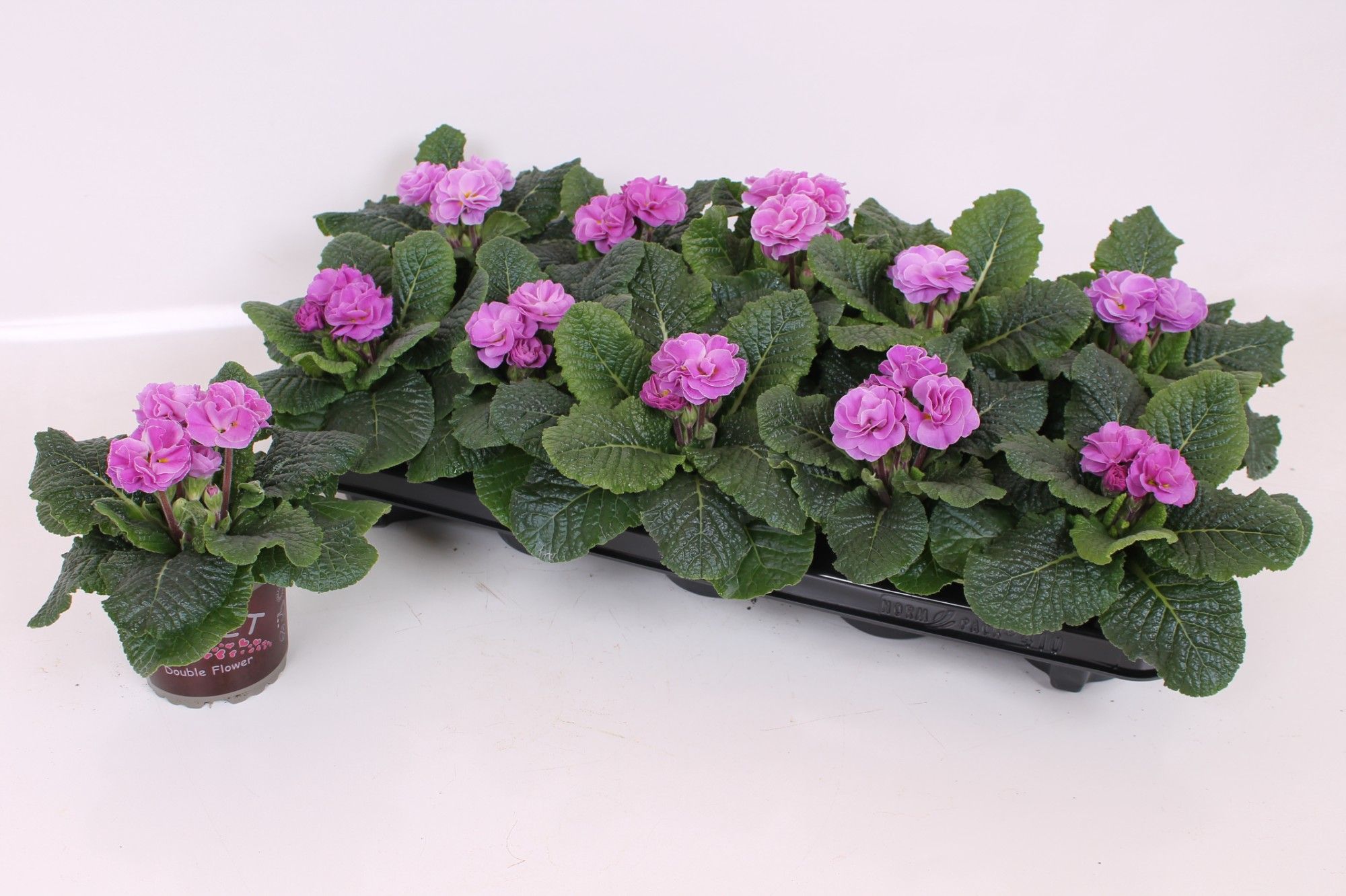 Primula Sweet Special - Rubens Lavender Pink, D 11