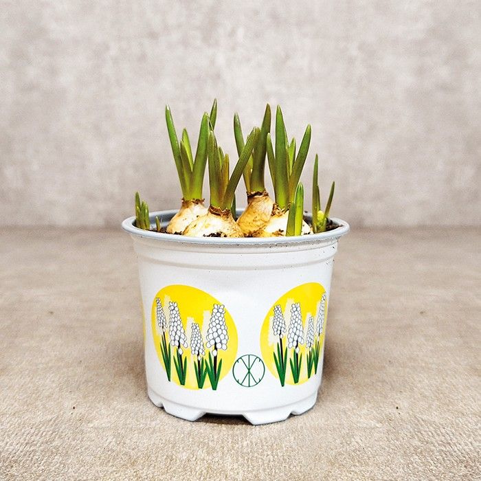 Muscari White Magic 9 cm., D 9