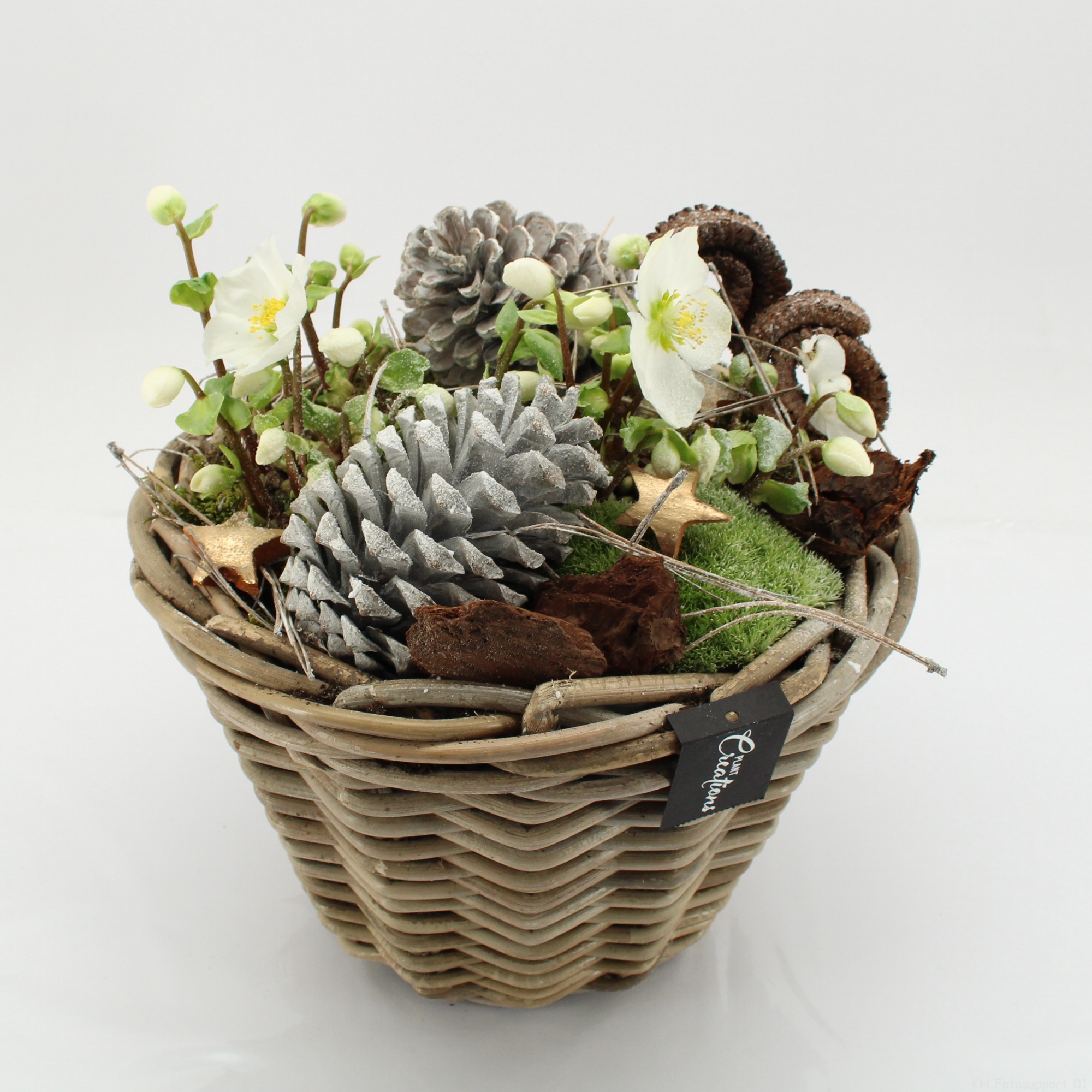 NHCR-2507 Verboom Helleborus, D 29 cm