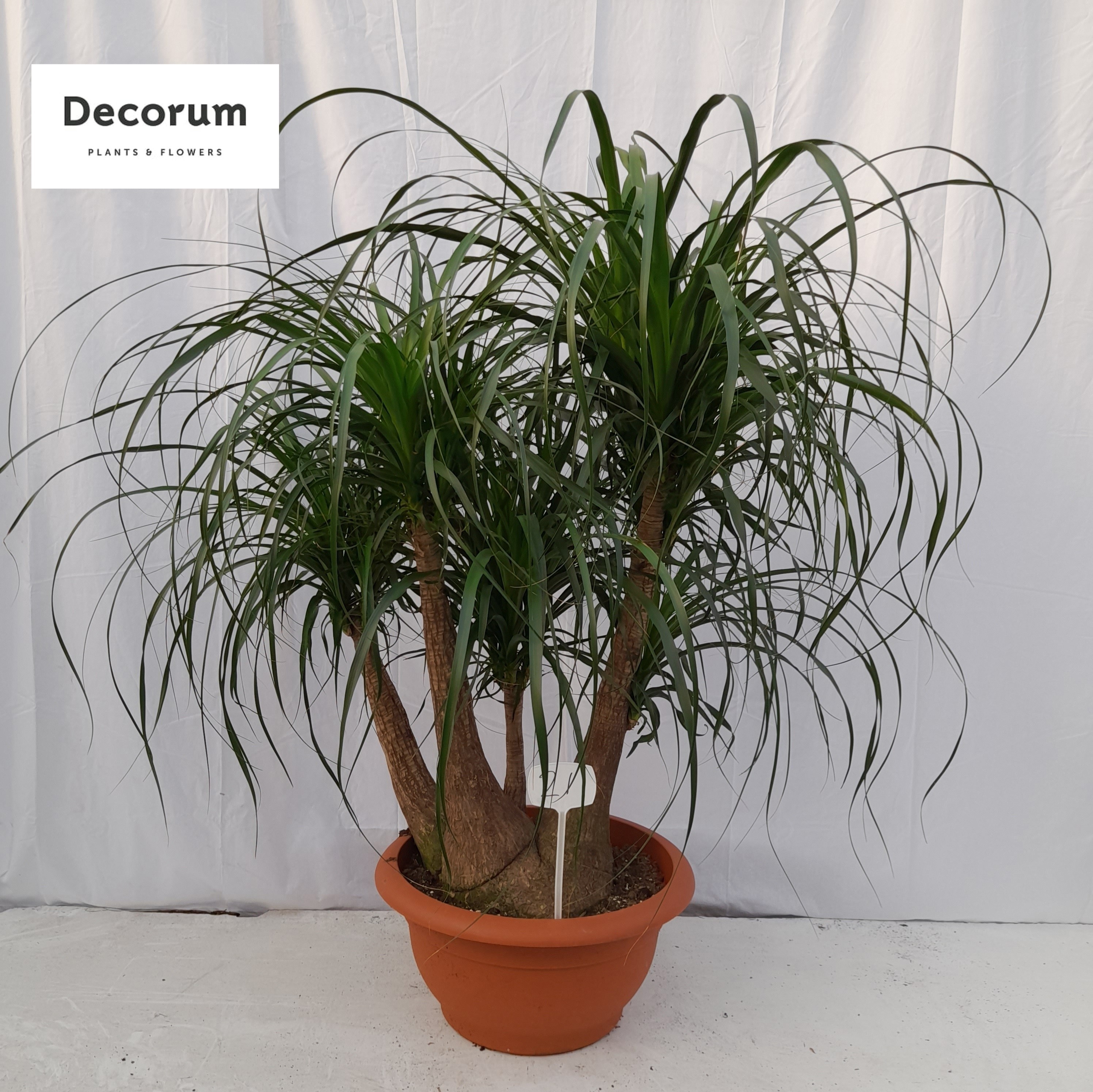 Beaucarnea vertakt op nummer 21, D 55