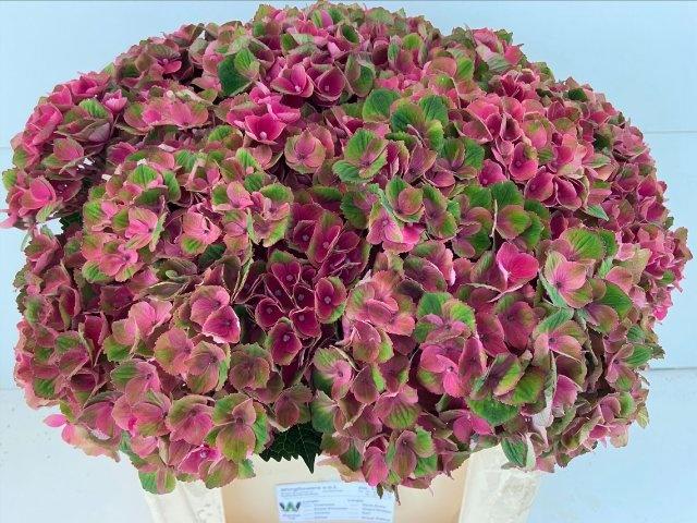 Гортензия Мэджикал Шарлотт 50, шт.
