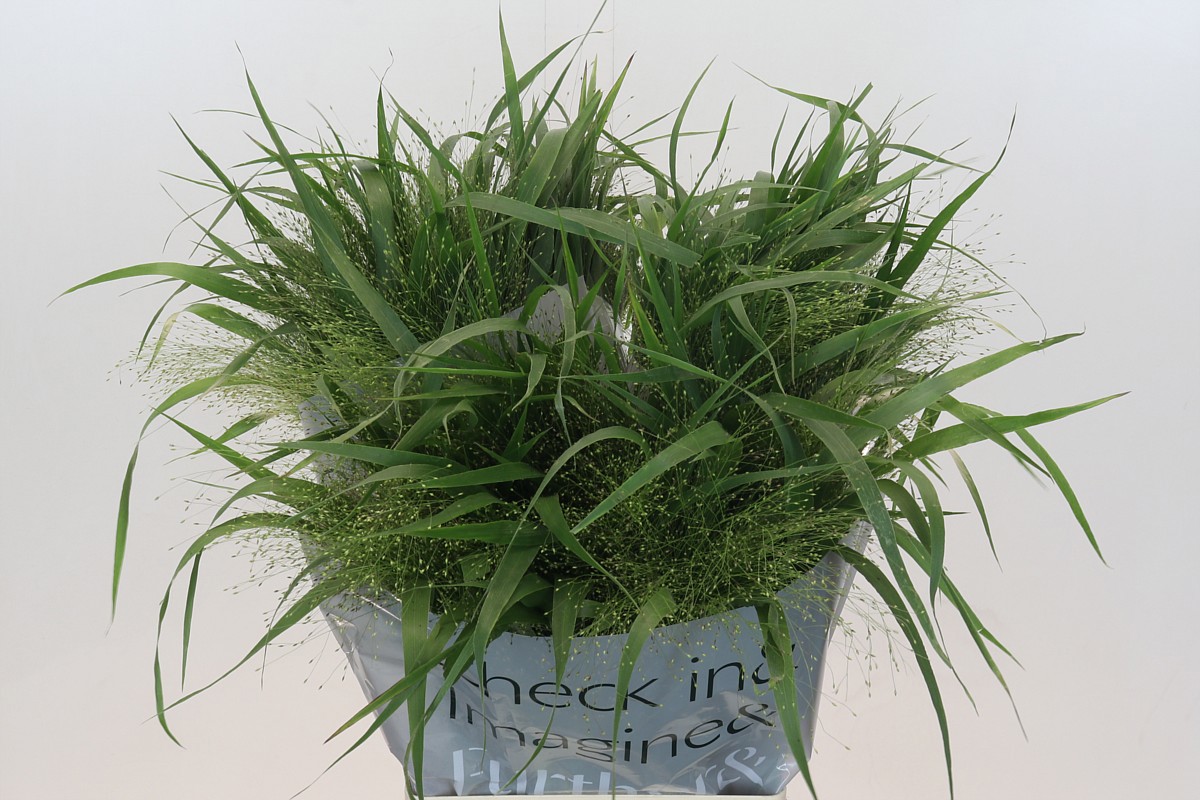 Паникум Фонтейн 70, шт.