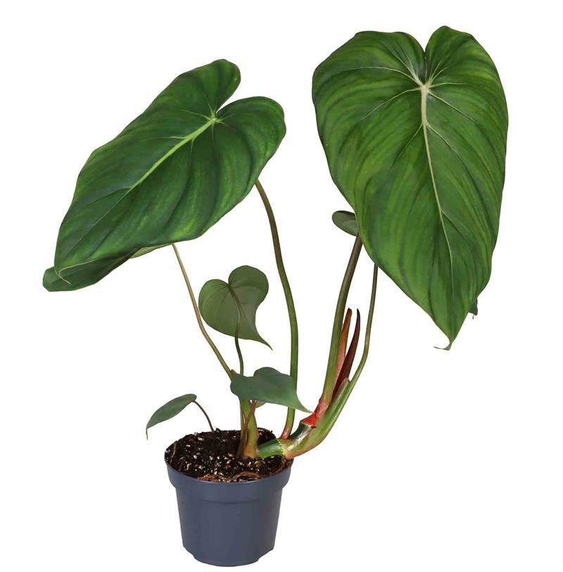 Philodendron MC Dowell 603112, D 12 cm