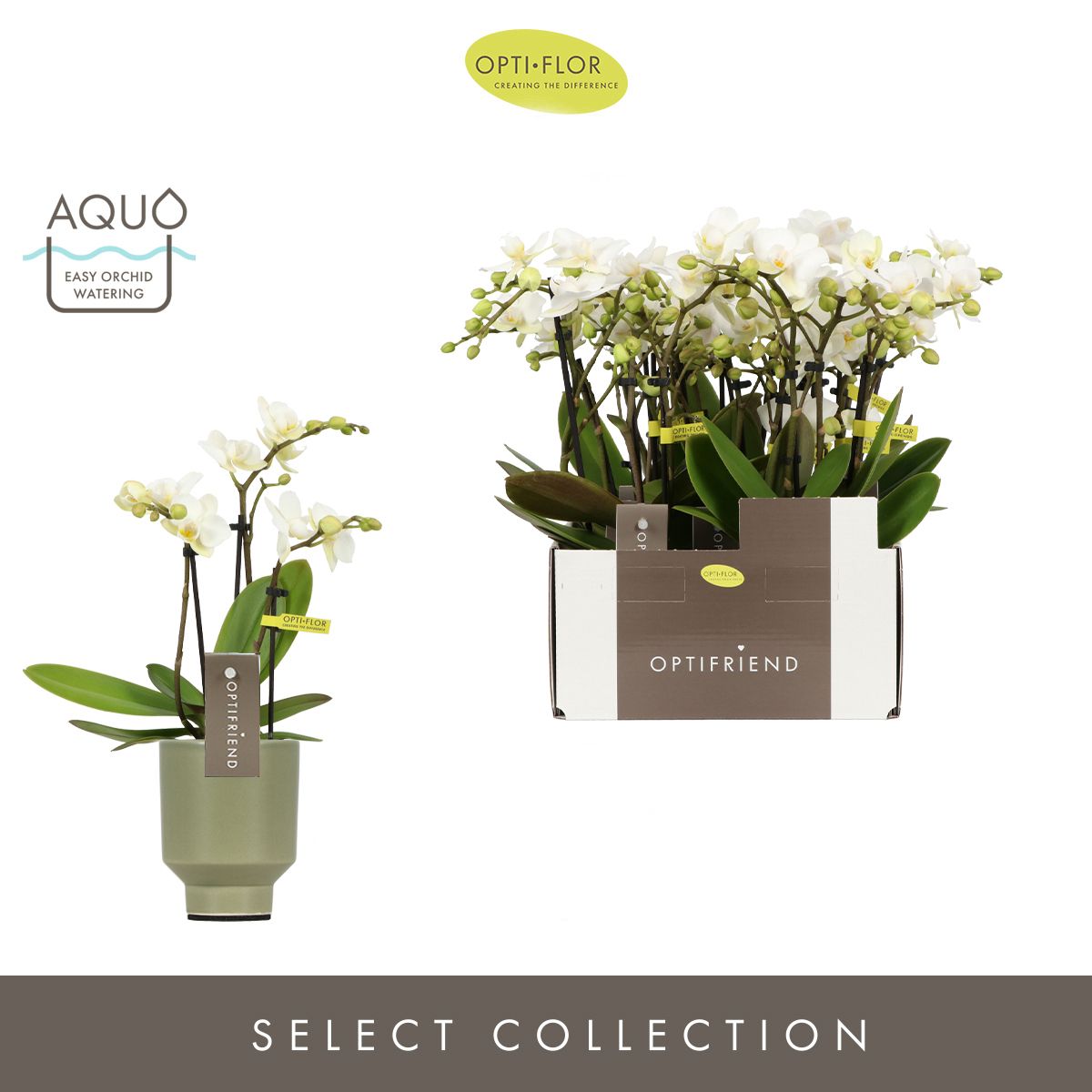 Optifriend Sandra 3 spike in Emilia Green Aquo, D 7 cm