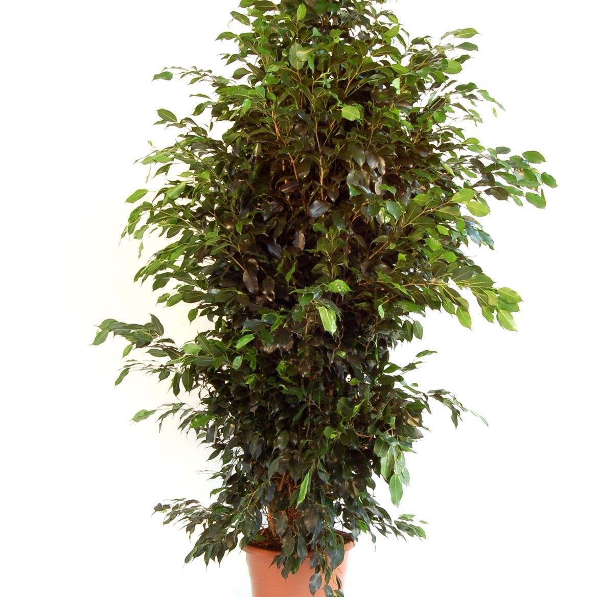 Ficus Benjamina Danielle 1PP, D 45 cm Ficus Benjamina Danielle 1PP, D 45 cm