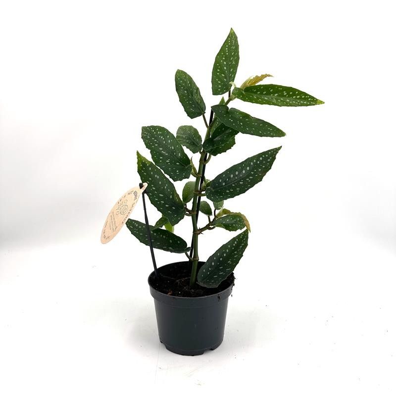 BEGONIA MACULATA 'Albopita', D 12