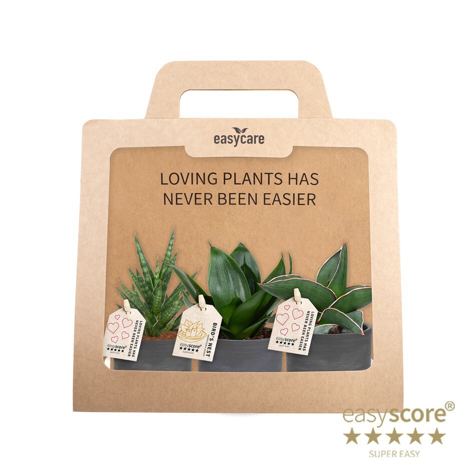 GREEN MIX 40690108 Raw Bl 3-pack Cites F, D 7