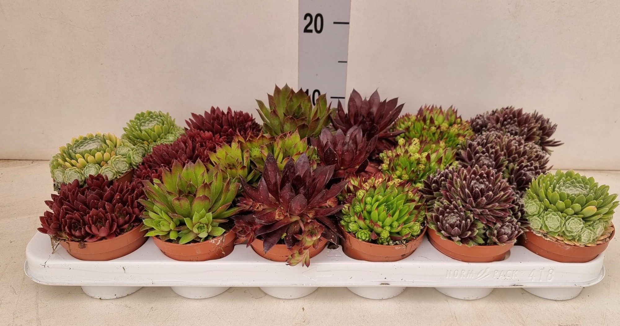 sempervivum mix 5 soorten per tray, D 9