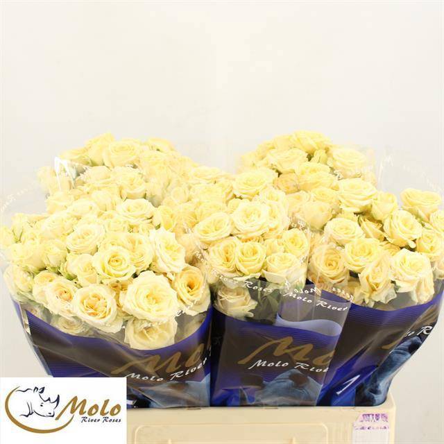 Роза куст. Салинеро 60, шт.