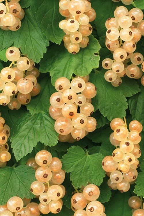 Ribes rubrum 'White Pearl' +3.0 label, D 15 cm