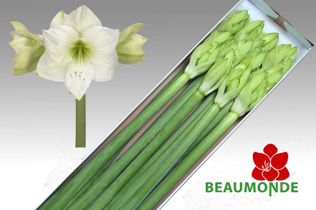 Амарилис Касабланка (бел.) x12, шт.