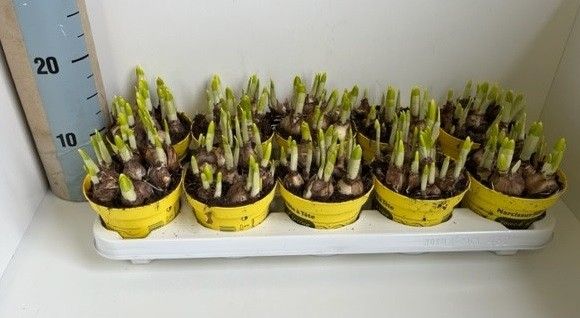 12 Narcis Tete a Tete in gele pot, D 12 cm