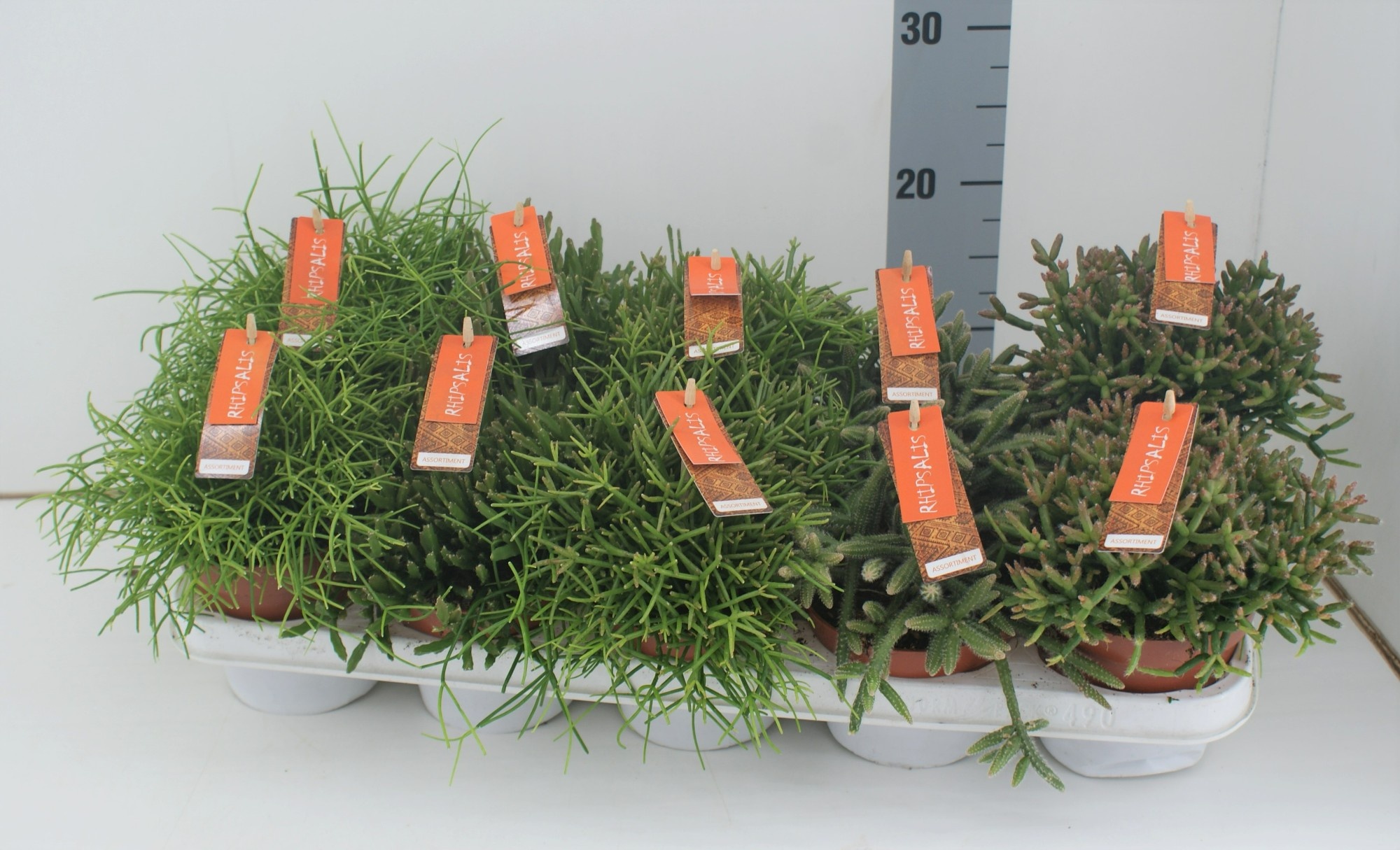 TDM P12 Rhipsalis MIX, D 12