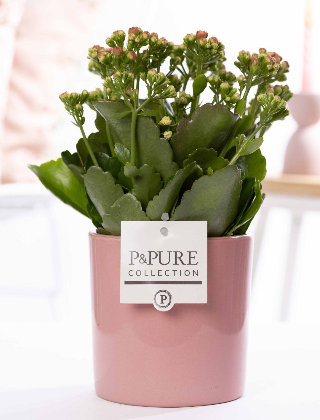 Kalanchoe pink in P&PURE Essential ceramics pink, D 12