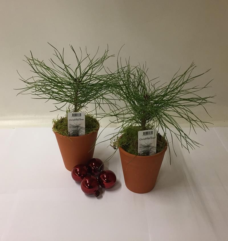 PINUS SYLVESTRIS, D 9 cm