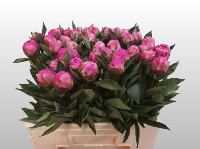 Пион Александр Флеминг 55 (ярко-роз.), шт.