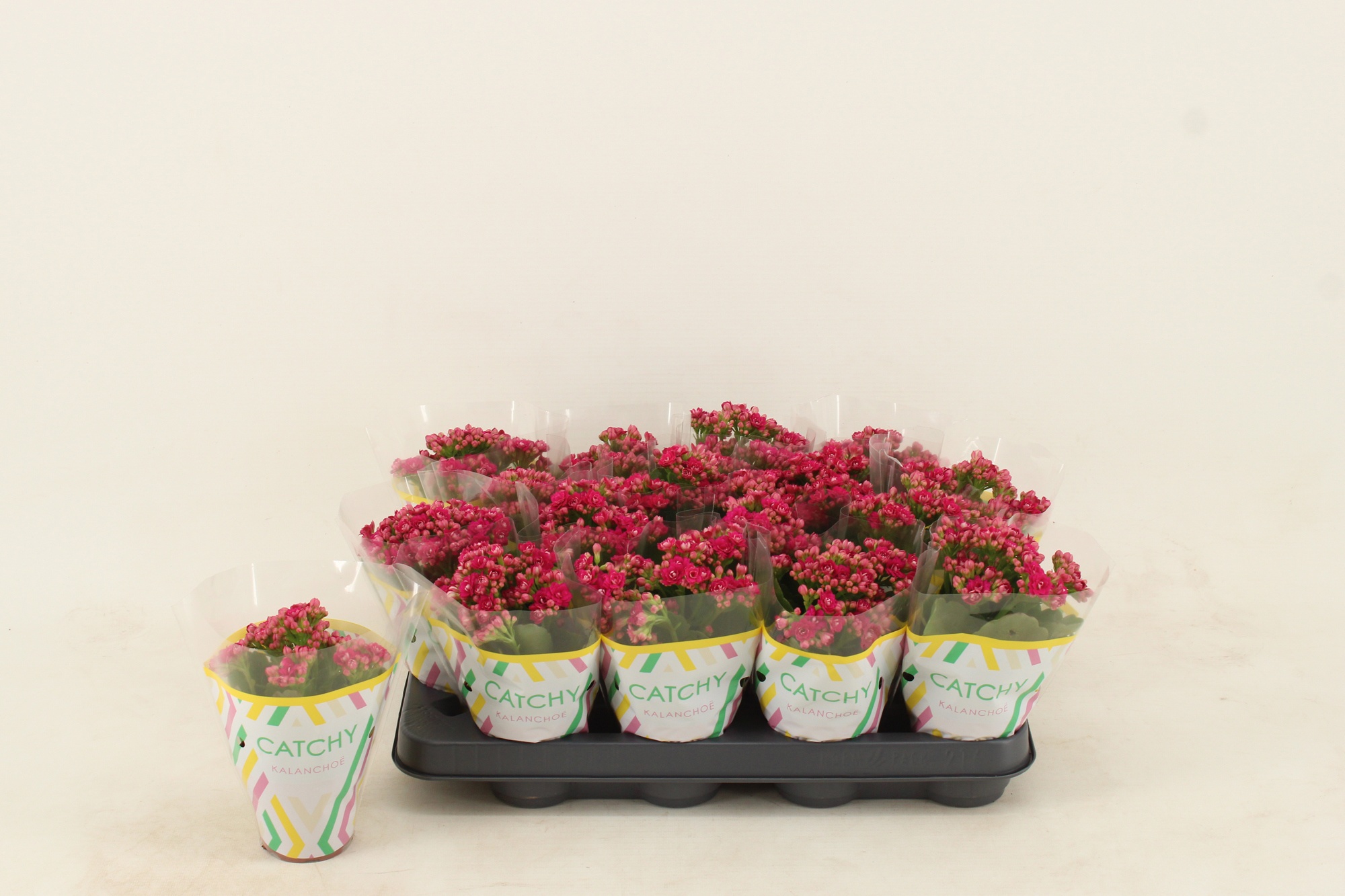 Kalanchoe Double Purple, D 8
