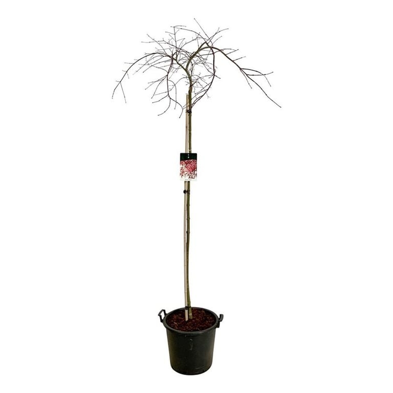 Acer pal. 'Garnet', D 40 cm Acer pal. 'Garnet', D 40 cm