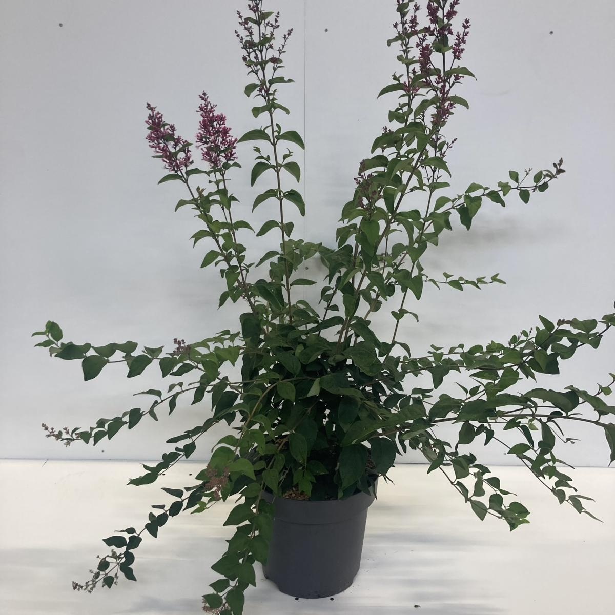 Syringa microphylla 'Superba', D 32 cm