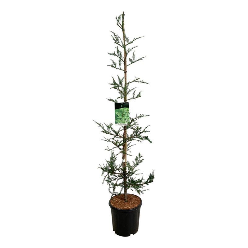 Sequoia s. 'Illa Martin', D 32 cm