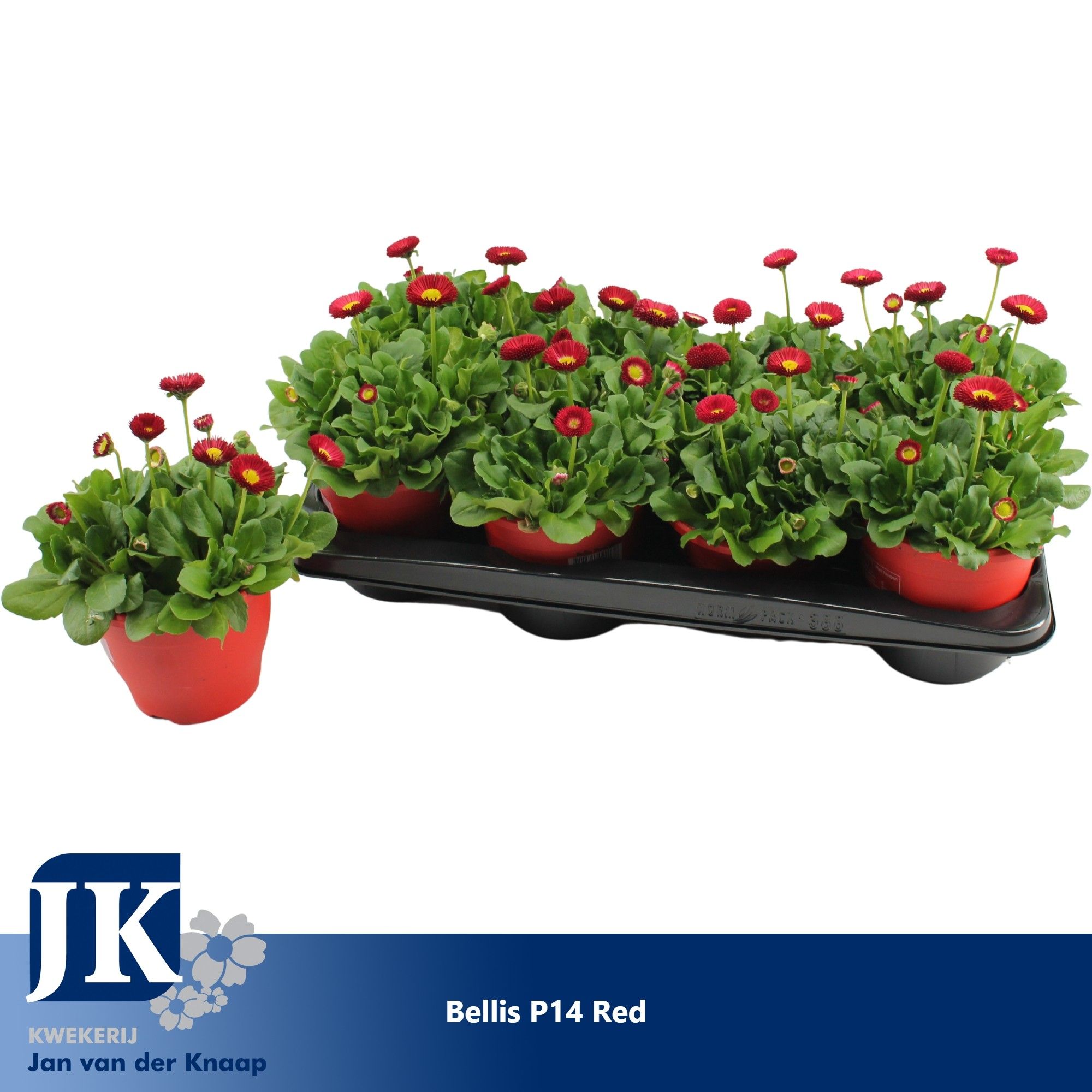 Bellis p14 TST pot Red, D 14
