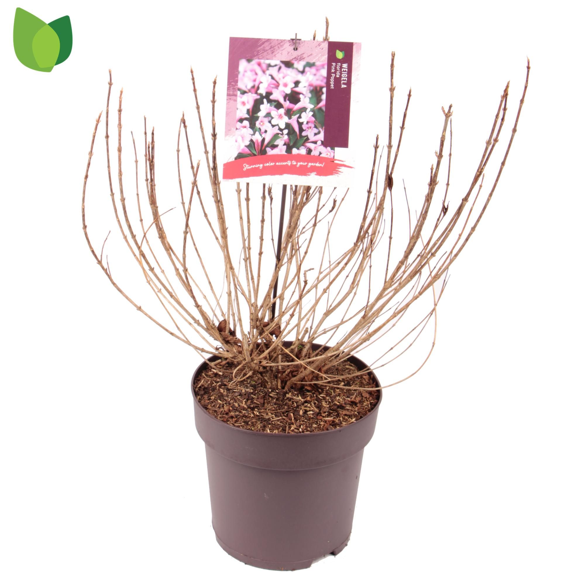 Weigela florida Pink Poppet C10/P29, D 29