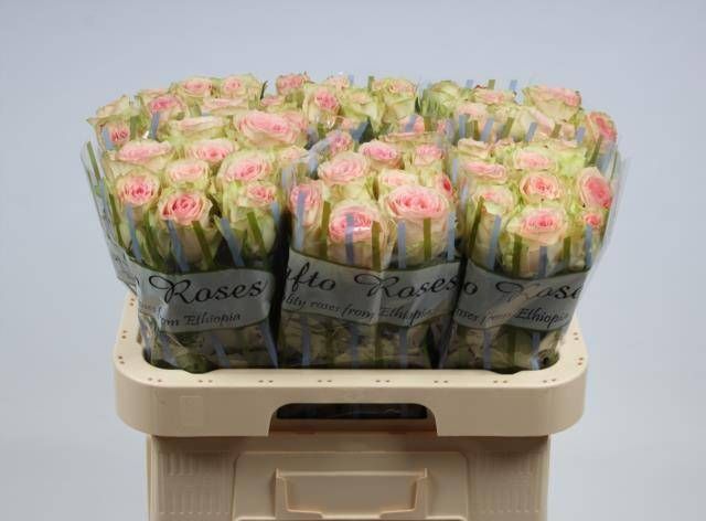 Роза од. Эсперанс 60, шт. Роза од. Эсперанс 60, шт.