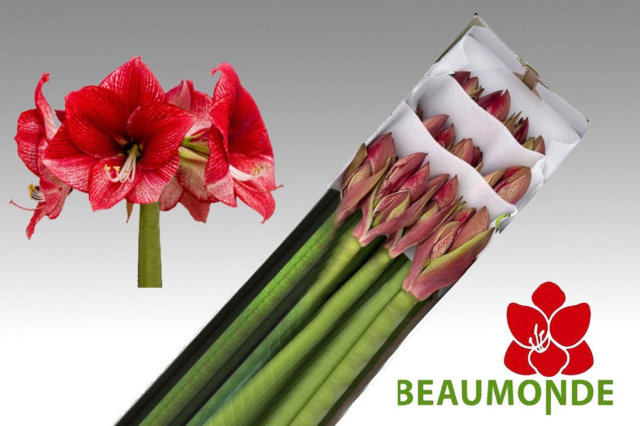 Амарилис Маэстро x10, шт.