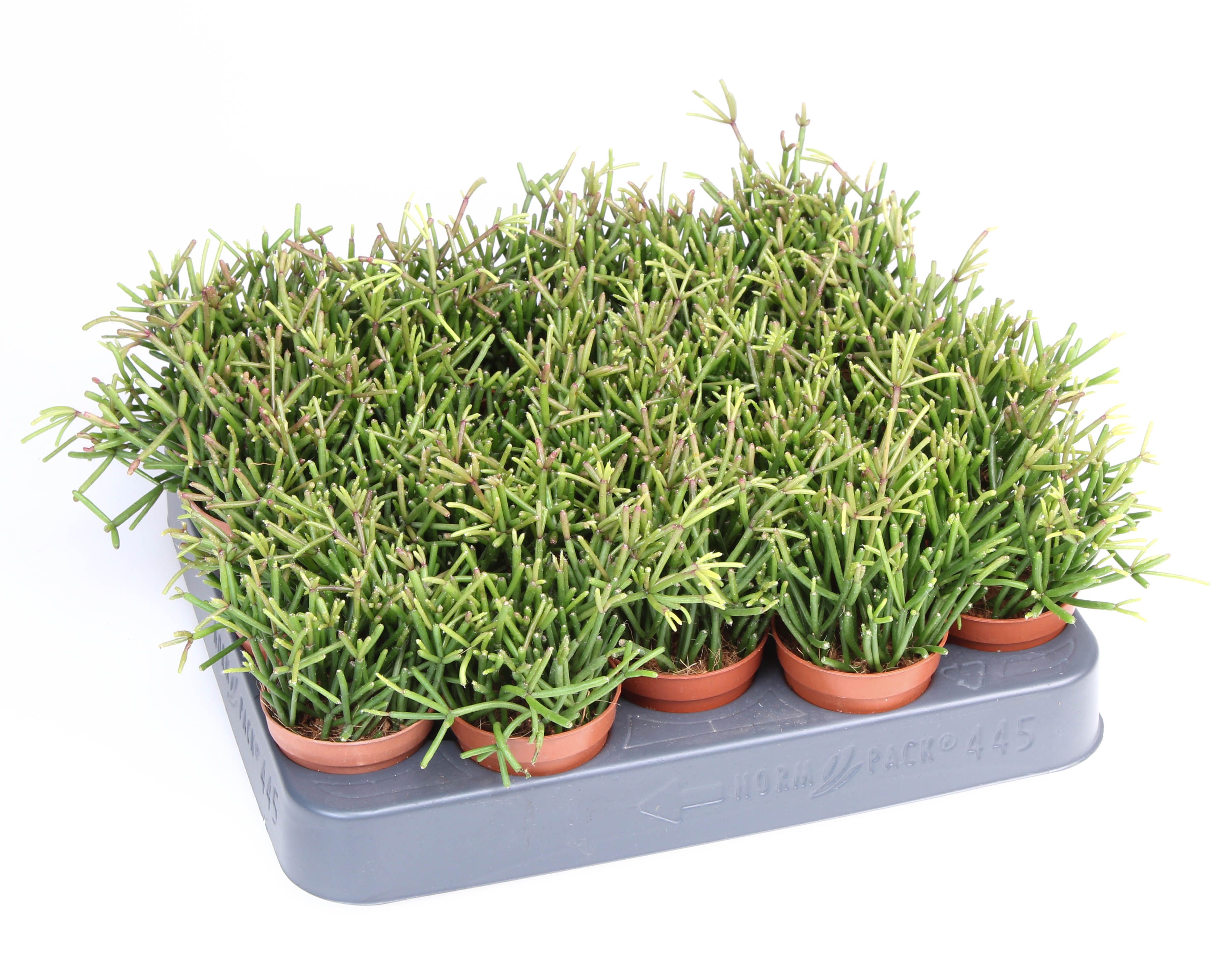 Rhipsalis Clavata, D 5,5