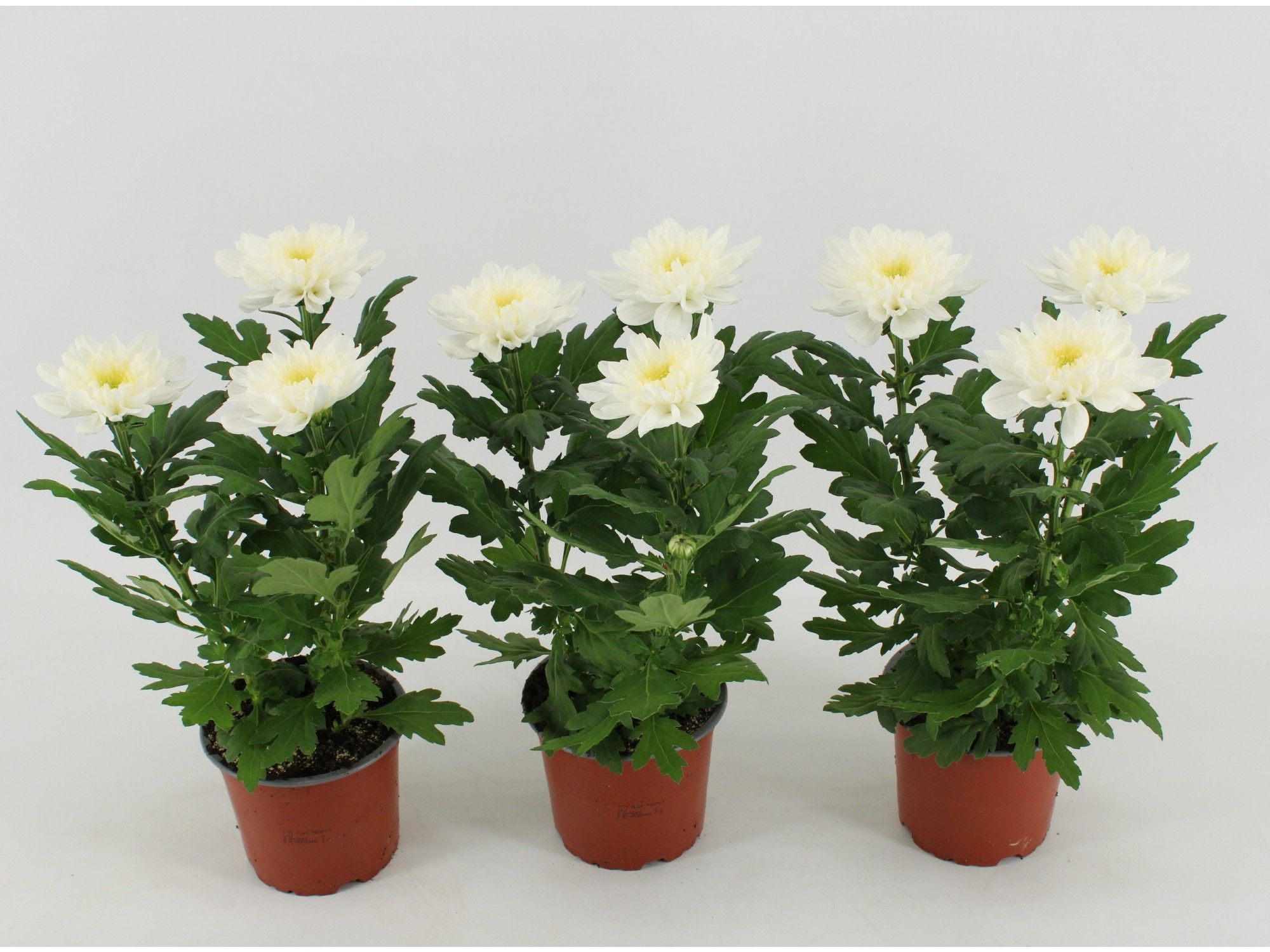 Chrysant Zembla Wit, D 12