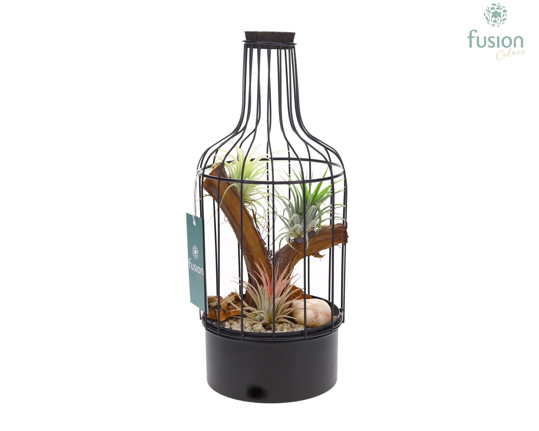 Metaal fleszwart Small met Tillandsia Air Plants, D 13