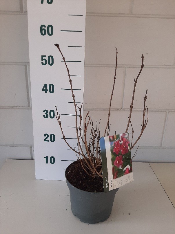 Weigela flor. Alexandra ® (Wine & Roses), D 19