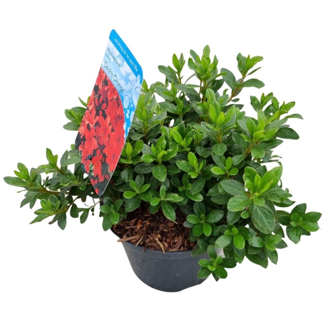 Rhododendron (AJ) 'Geisha Orange', D 18 cm